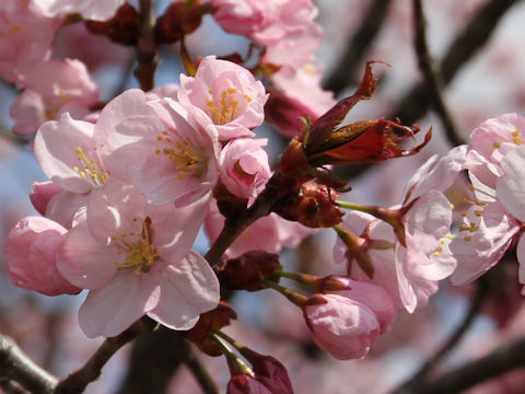 Prunus sargentii