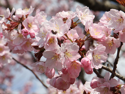 Prunus sargentii