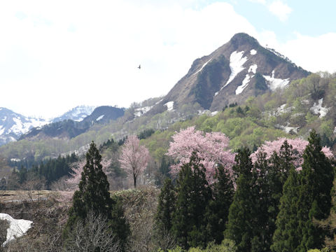 Prunus sargentii