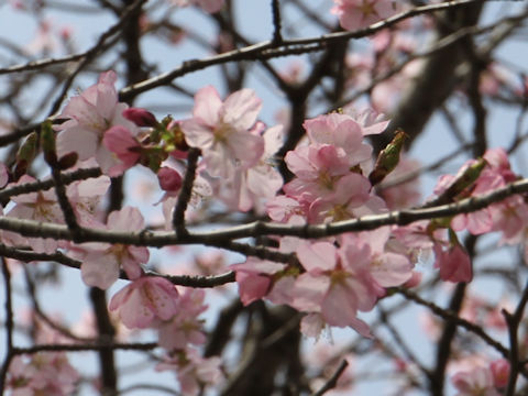 Prunus sargentii