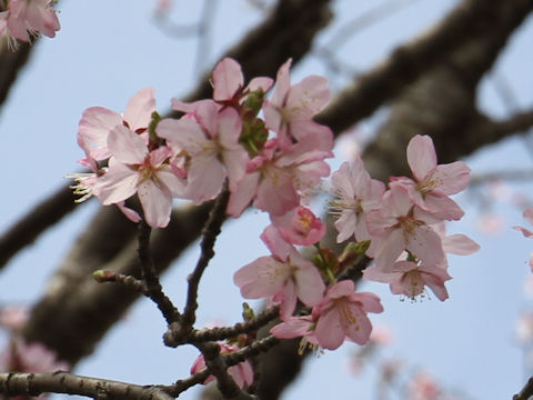 Prunus sargentii