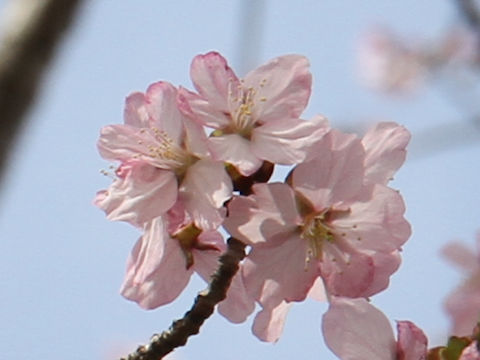 Prunus sargentii