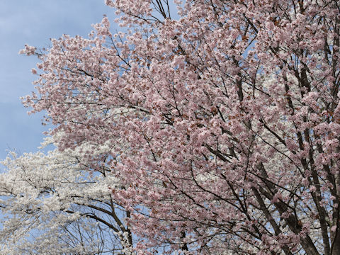 Prunus sargentii