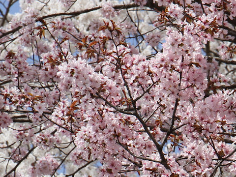 Prunus sargentii