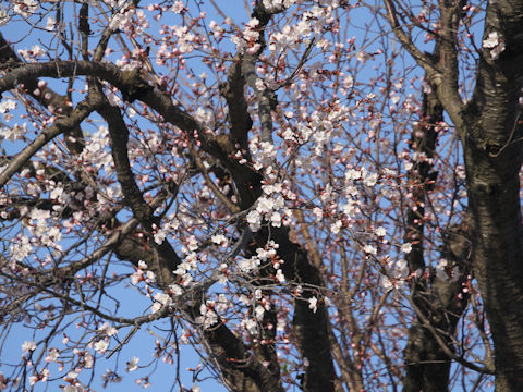 Prunus sargentii