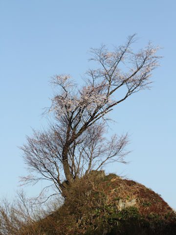 Prunus sargentii