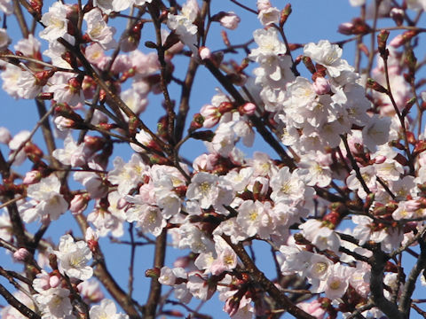 Prunus sargentii