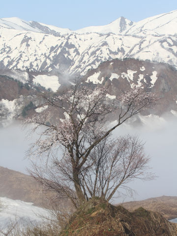 Prunus sargentii