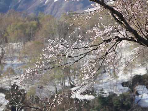 Prunus sargentii