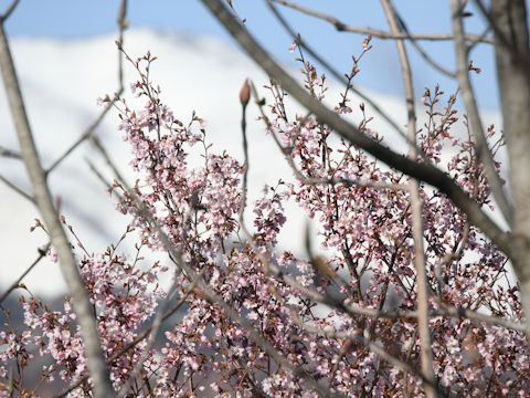 Prunus sargentii