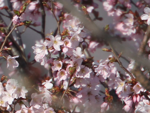 Prunus sargentii