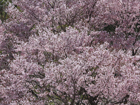 Prunus sargentii