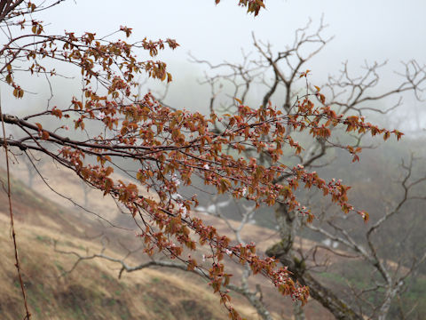 Prunus sargentii