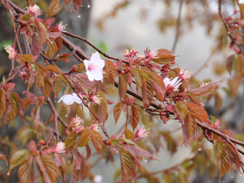 Prunus sargentii