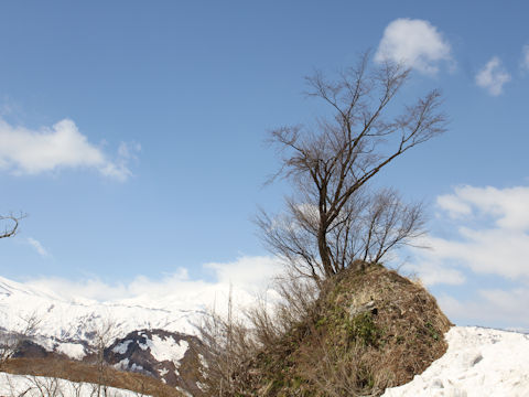 Prunus sargentii