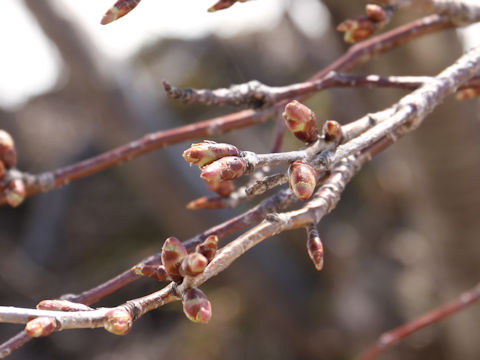 Prunus sargentii