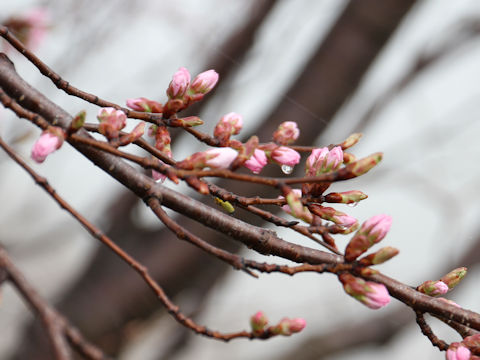 Prunus sargentii