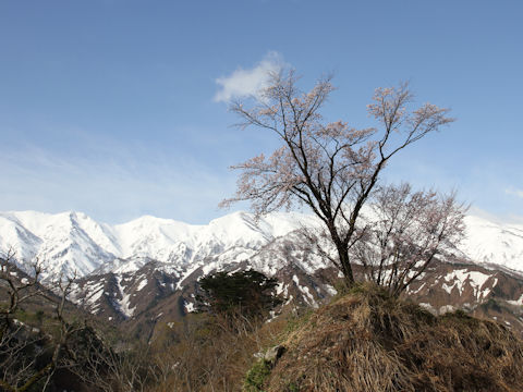 Prunus sargentii