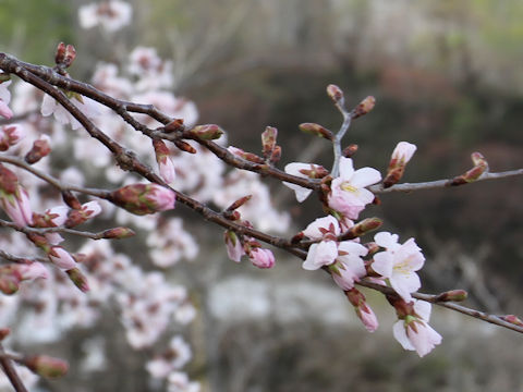 Prunus sargentii