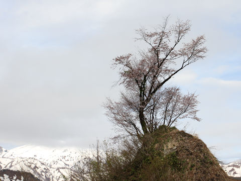 Prunus sargentii