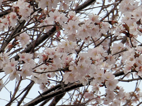 Prunus sargentii