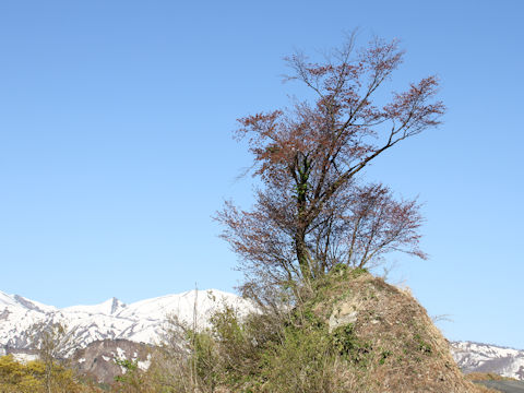 Prunus sargentii