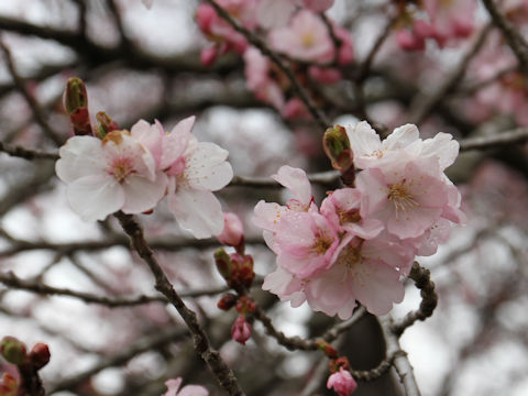 Prunus sargentii