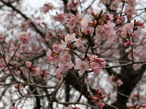 Prunus sargentii