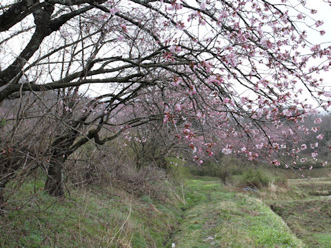 Prunus sargentii