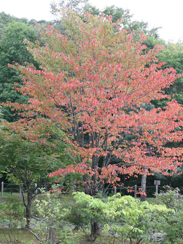 Prunus sargentii