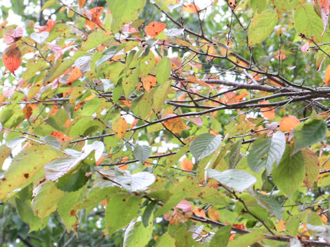 Prunus sargentii