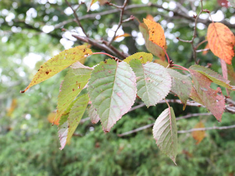 Prunus sargentii