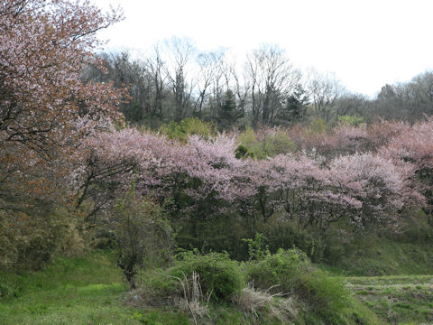 Prunus sargentii