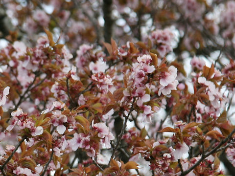 Prunus sargentii