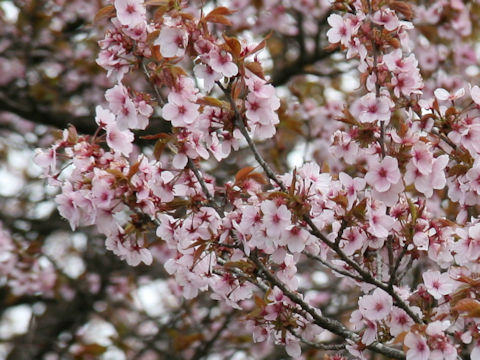 Prunus sargentii