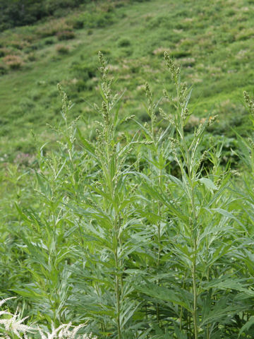 Artemisia montana