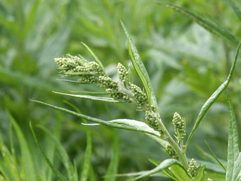 Artemisia montana