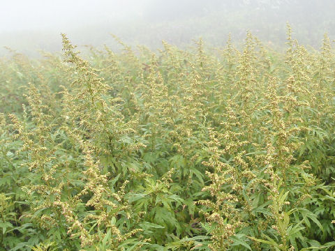 Artemisia montana