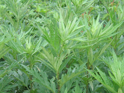 Artemisia montana