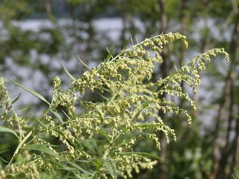 Artemisia montana