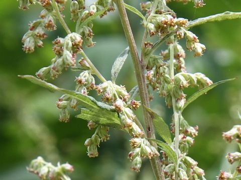 Artemisia montana