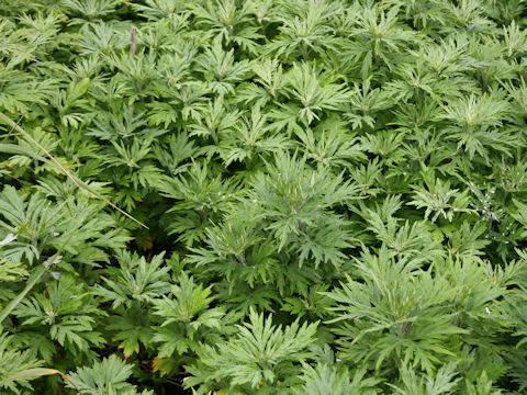 Artemisia montana
