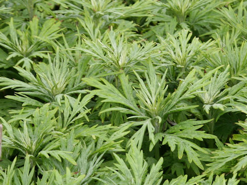 Artemisia montana