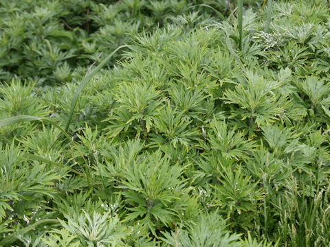 Artemisia montana