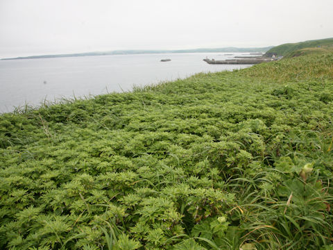 Artemisia montana