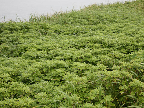 Artemisia montana