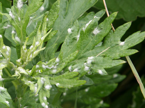 Artemisia montana