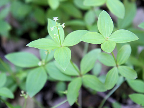 Galium kamtschaticum var. acutifolium