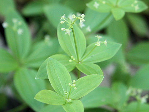 Galium kamtschaticum var. acutifolium