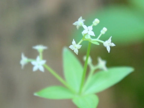 Galium kamtschaticum var. acutifolium